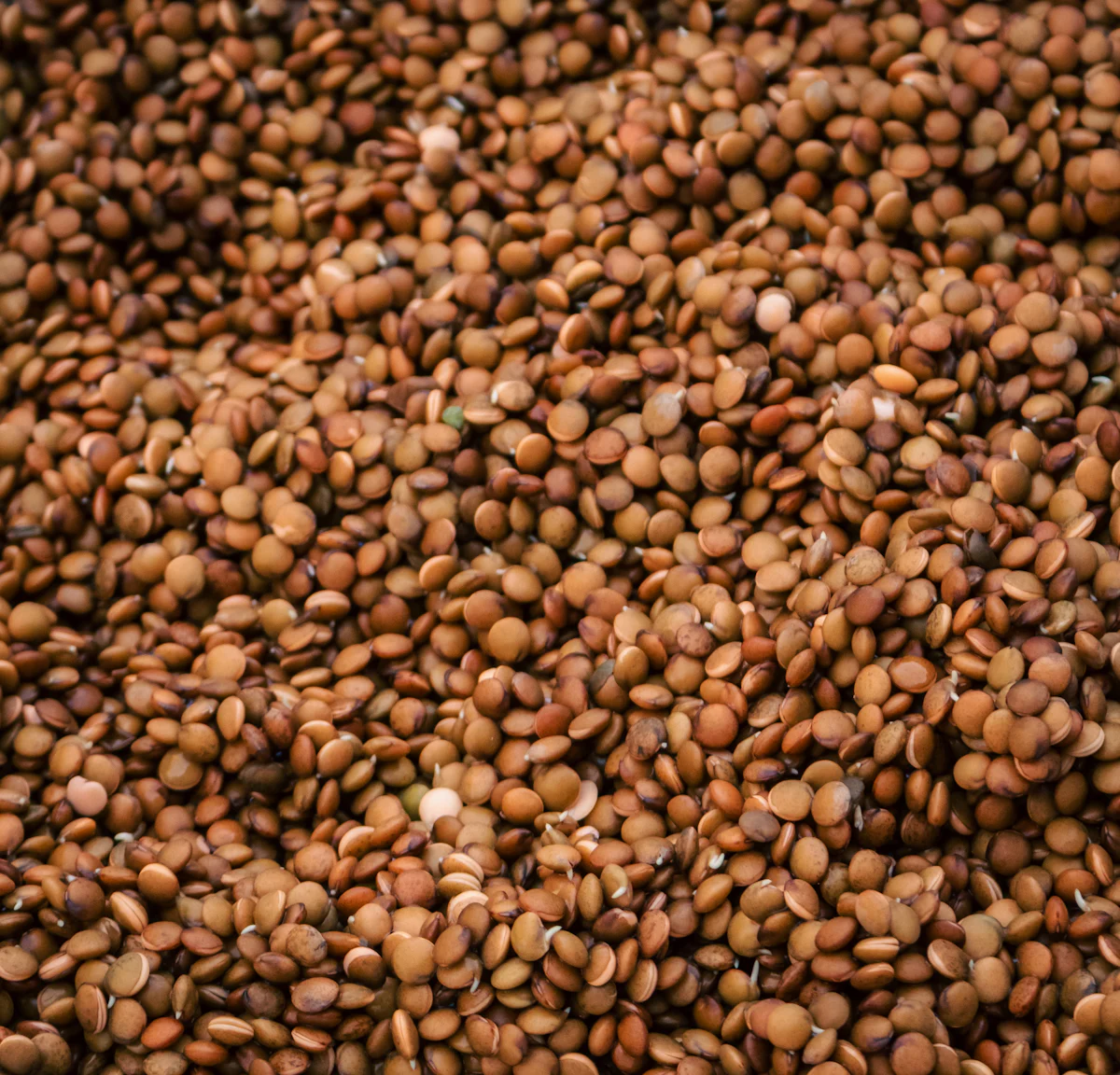 A pile of small brown lentils